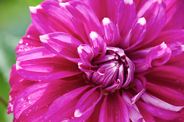 Image showing dhalia purple flower