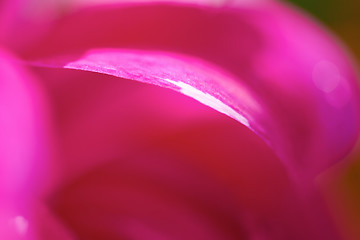 Image showing dhalia purple flower