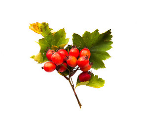 Image showing hawthorn bunch with red ripe berries