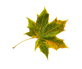 Image showing dry fallen maple leaf