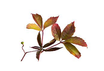 Image showing autumn grape leaves or vine