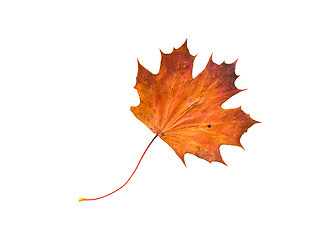 Image showing dry fallen maple leaf