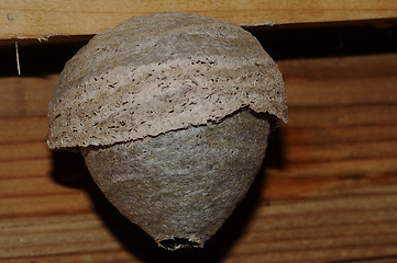 Image showing hornetÂ´s nest