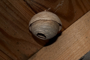 Image showing hornetÂ´s nest