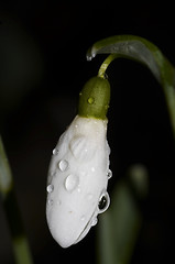 Image showing snowdrop after the rain