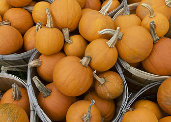 Image showing Pumpkin, Fall