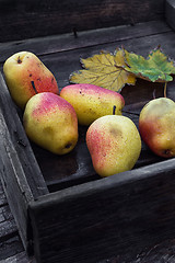 Image showing harvest of pears