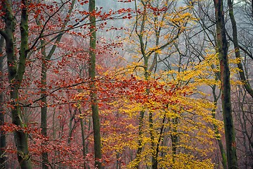 Image showing Pathway through the autumn forest