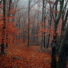 Image showing Autumn day in the enchanted forest 