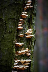 Image showing Mushrooms in the enchanted forest 