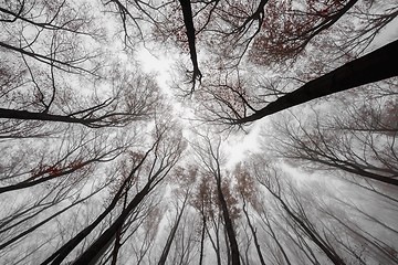 Image showing Mighty trees standing in the enchanted forest