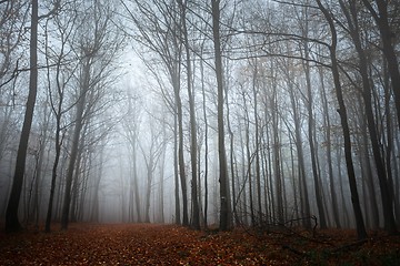 Image showing Pathway through the autumn forest