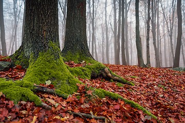 Image showing Autumn day in the enchanted forest 