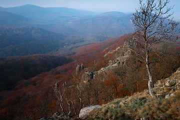 Image showing Aerial view of autumn forest