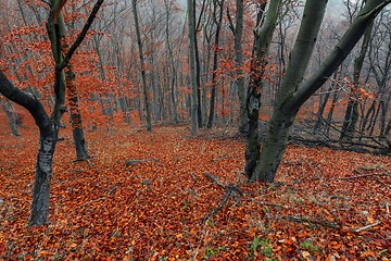 Image showing Autumn day in the enchanted forest 