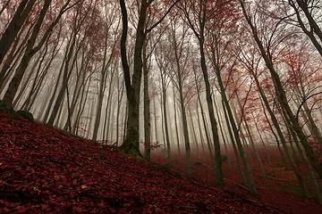 Image showing Autumn day in the enchanted forest 