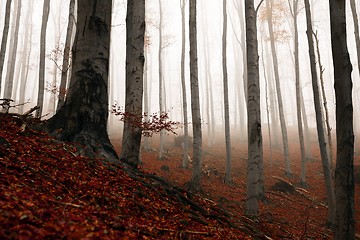 Image showing Autumn day in the enchanted forest 