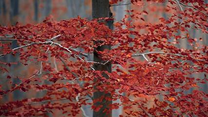 Image showing Autumn day in the enchanted forest 