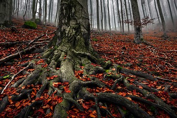 Image showing Autumn day in the enchanted forest 