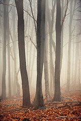 Image showing Autumn day in the enchanted forest 