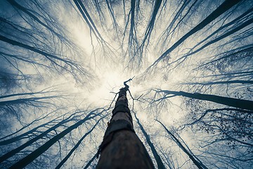 Image showing Mighty trees standing in the enchanted forest