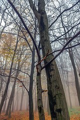 Image showing Autumn day in the enchanted forest 