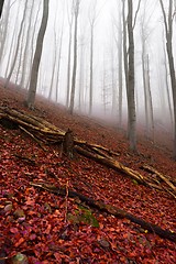 Image showing Autumn day in the enchanted forest 