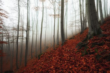 Image showing Autumn day in the enchanted forest 