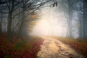 Image showing Pathway through the autumn forest