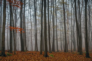 Image showing Autumn day in the enchanted forest 