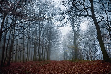 Image showing Pathway through the autumn forest