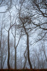 Image showing Autumn day in the enchanted forest 