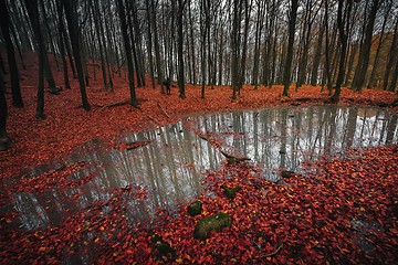 Image showing Autumn day in the enchanted forest 