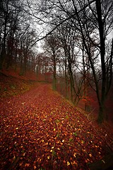 Image showing Pathway through the autumn forest