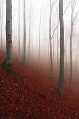 Image showing Autumn day in the enchanted forest 