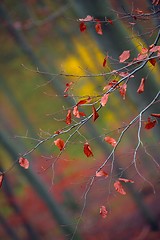 Image showing Autumn day in the enchanted forest 