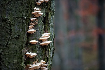 Image showing Mushrooms in the enchanted forest 