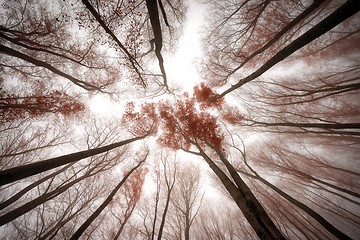 Image showing Mighty trees standing in the enchanted forest