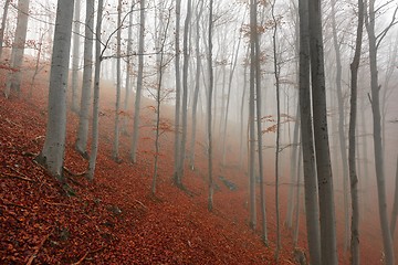 Image showing Autumn day in the enchanted forest 