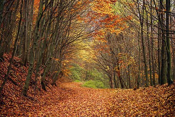 Image showing Pathway through the autumn forest