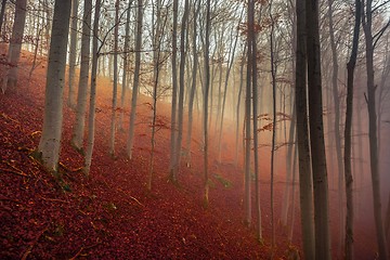 Image showing Autumn day in the enchanted forest 