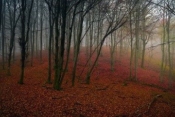 Image showing Autumn day in the enchanted forest 