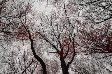 Image showing Mighty trees standing in the enchanted forest