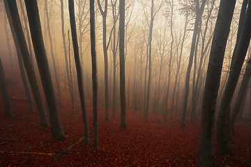 Image showing Autumn day in the enchanted forest 