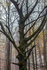 Image showing Autumn day in the enchanted forest 