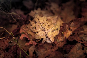 Image showing Fallen leaves on the ground