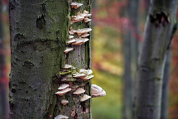 Image showing Autumn day in the enchanted forest 