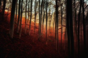 Image showing Autumn day in the enchanted forest 