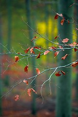 Image showing Autumn day in the enchanted forest 