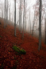 Image showing Autumn day in the enchanted forest 